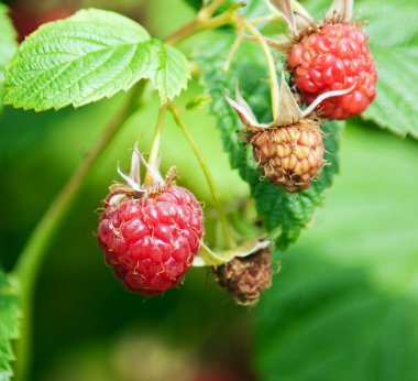 Olgun ahududu Şubesi