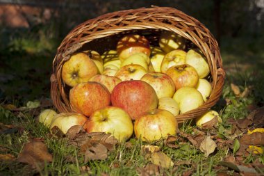 elma, hasır sepet dökmek