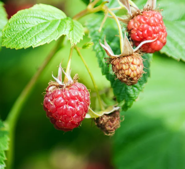 Olgun ahududu Şubesi