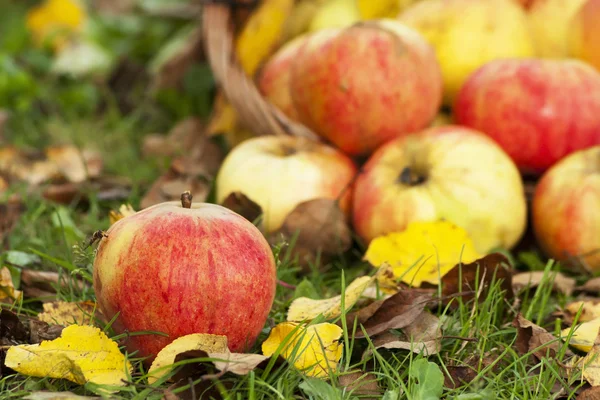 Autumn Still Life with apples — Stock Photo, Image