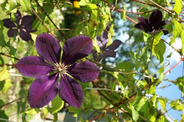 Violet (lat. akasma)