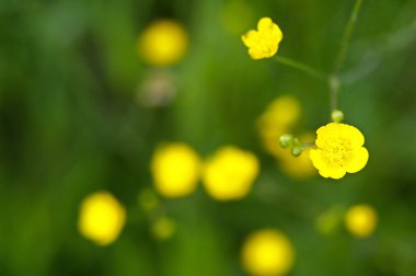 Buttercup (Ranúnculus)