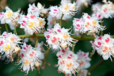 Flower horse chestnut (Aésculus)