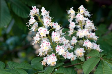 Flower horse chestnut (Aésculus)