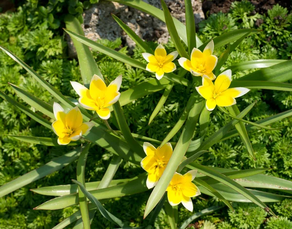 Specie di tulipani (Tulipa ) Foto Stock Royalty Free