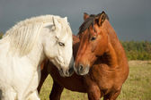 ein Paar Pferde, die Zuneigung zeigen
