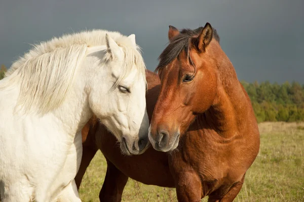 Пара лошадей проявляет привязанность — стоковое фото