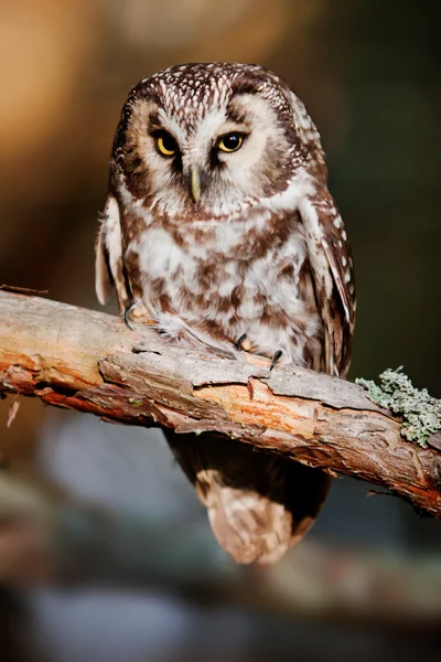 Boreal baykuş (Aegolius funereus)