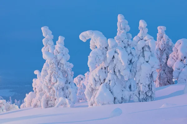 Schneebedeckte Bäume bei Sonnenuntergang — Stockfoto