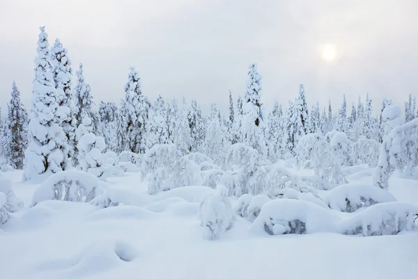 雪景色 — ストック写真