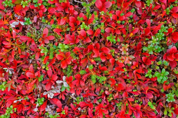 Tapete vermelho de plantas na Lapônia — Fotografia de Stock