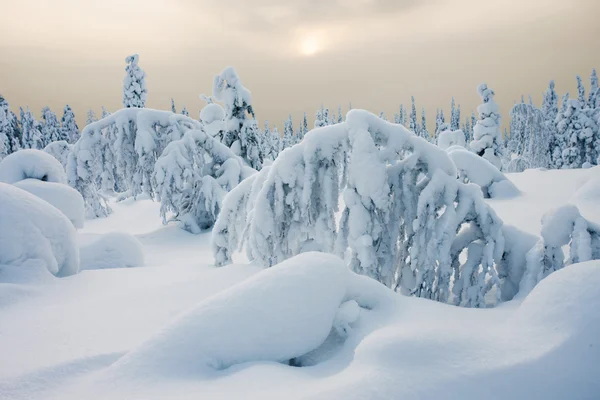 和平的冬日 图库图片