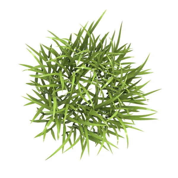 Grass — Stock Photo, Image