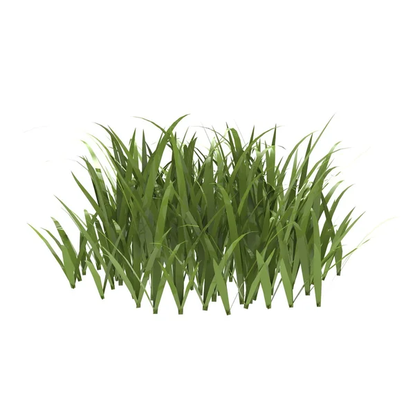 Grass — Stock Photo, Image