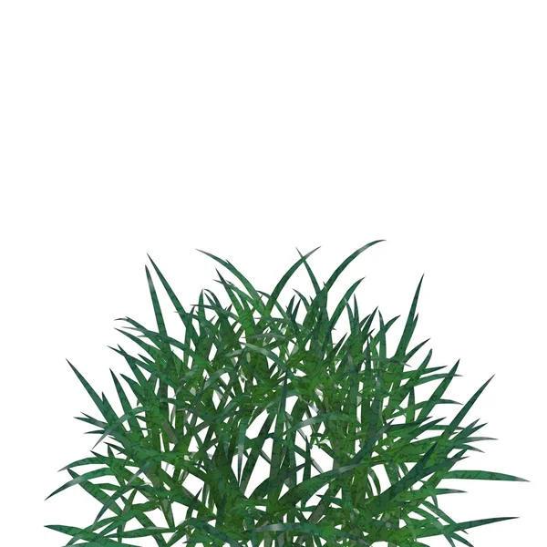 Grass — Stock Photo, Image