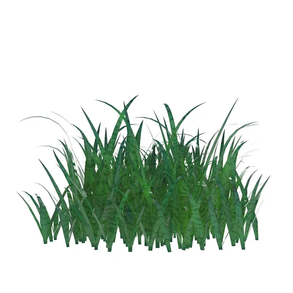 Grass — Stock Photo, Image