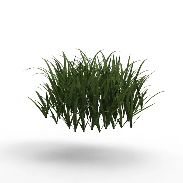 Gras — Stockfoto