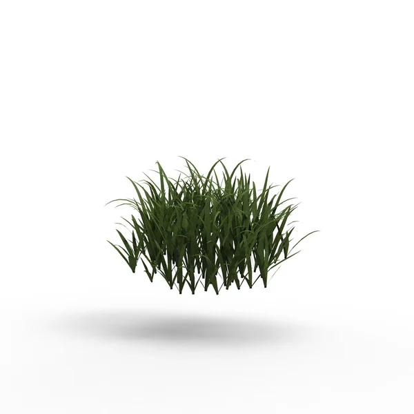 Grass — Stock Photo, Image