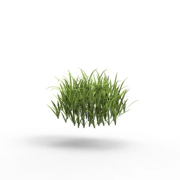 Grass — Stock Photo, Image