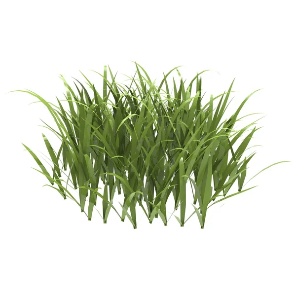 Grass — Stock Photo, Image