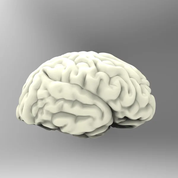 Modèle 3D du cerveau humain, isolé — Photo