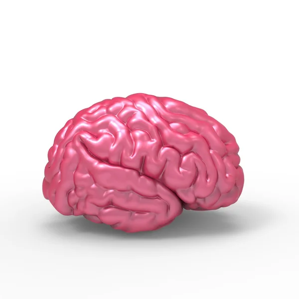 고립 된 인간의 두뇌 3d 모델 로열티 프리 스톡 사진