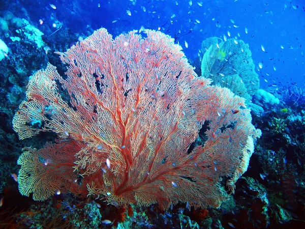 Sea fan — Stock Photo, Image