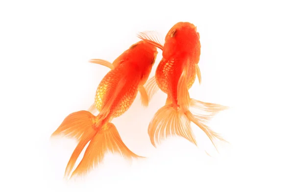 Peixe dourado isolado em fundo branco . — Fotografia de Stock