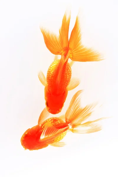 Gold fish isolated in white background. — Stock Photo, Image