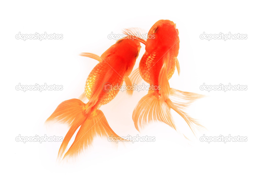Gold fish isolated in white background.