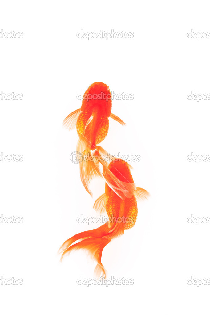 Gold fish isolated in white background.