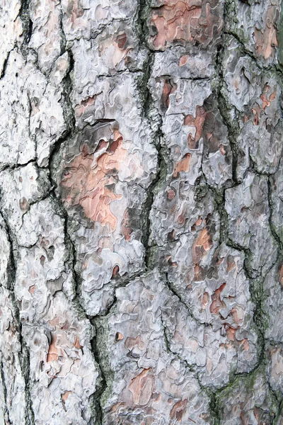 Vieil arbre en bois, motif de fond texture . — Photo