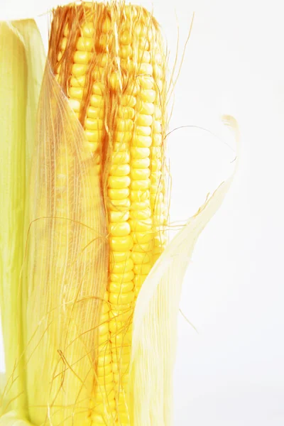 Ucho kukurydzy odizolowane na białym tle — Zdjęcie stockowe