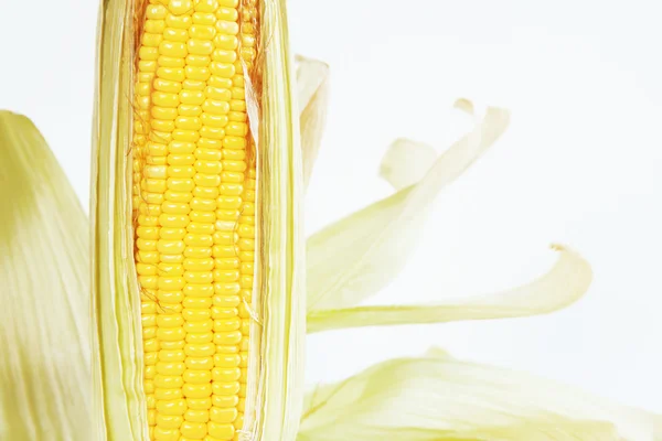 An ear of corn isolated on a white background — Stock Photo, Image