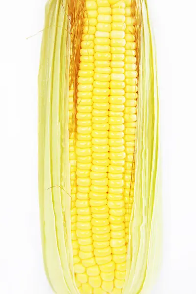 Una mazorca de maíz aislada sobre un fondo blanco — Foto de Stock