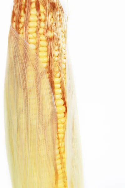 An ear of corn isolated on a white background — Stock Photo, Image
