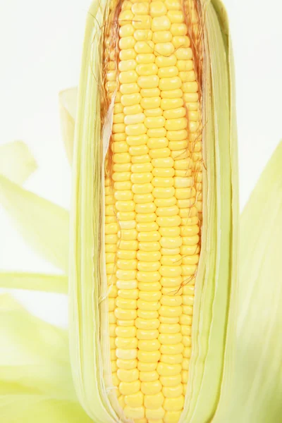 Uma espiga de milho isolada sobre um fundo branco — Fotografia de Stock