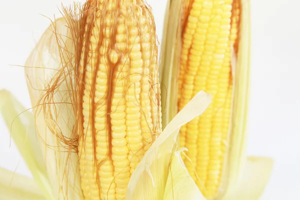 Egy fül kukorica elszigetelt fehér alapon — Stock Fotó