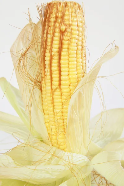 An ear of corn isolated on a white background