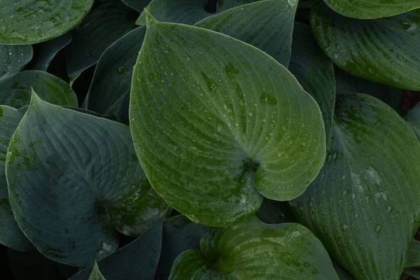 Yağmurdan sonra yeni bir ev sahipliği.