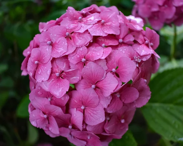 Una Gran Flor Rosa Hortencia — Foto de Stock