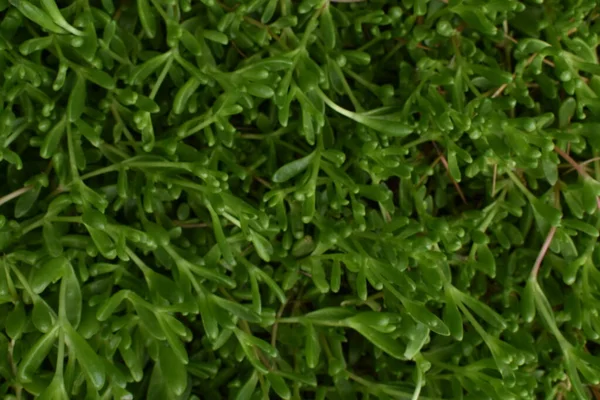 Yeşil yosun arkaplan fotoğrafı