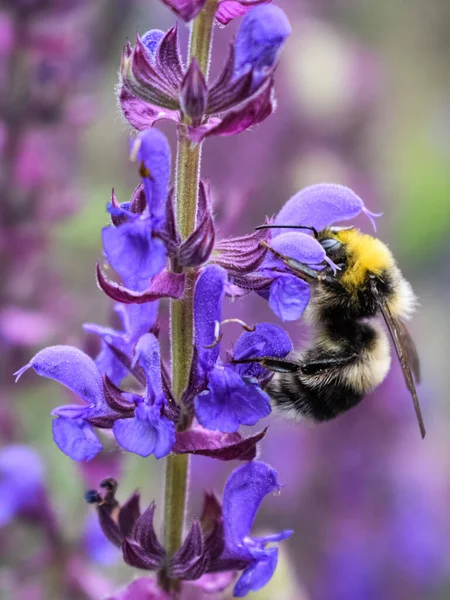 Çiçek üzerindeki bir arının makro fotoğrafçılığı