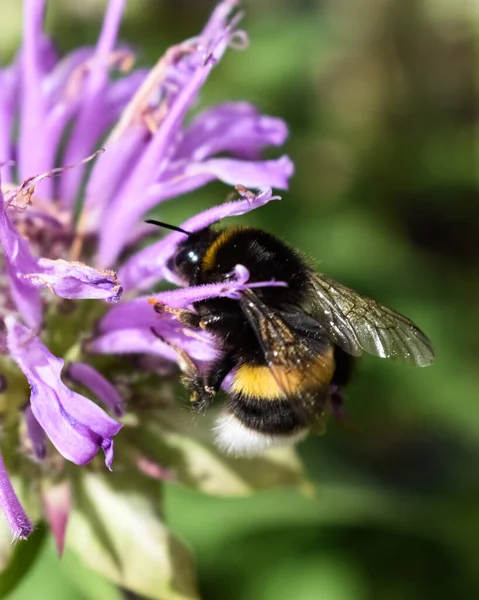 Arı pembe bir çiçeğe oturur.
