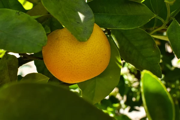 Mandalina ağaçta olgunlaşır.