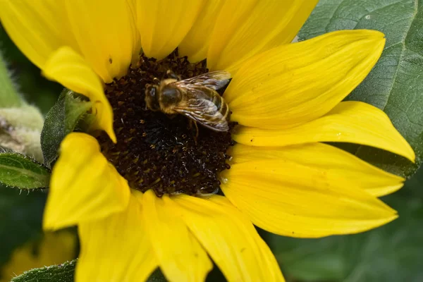 Bir eşek arısı ayçiçeğinin üzerinde oturur.