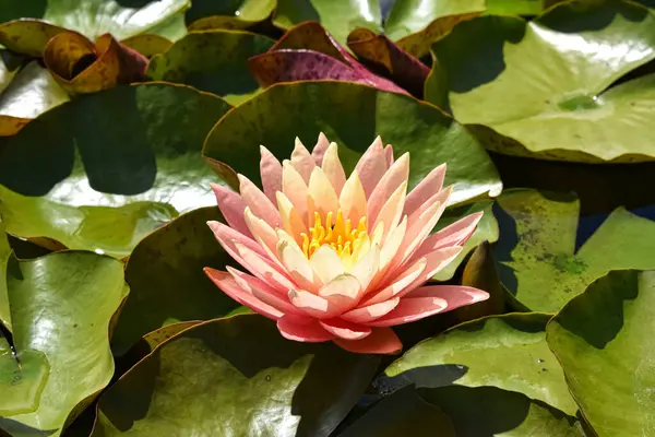 Yaprakların arasında nilüfer çiçeği