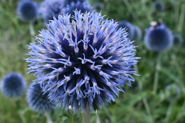 Flor Azul Espinhosa Jardim — Fotografia de Stock