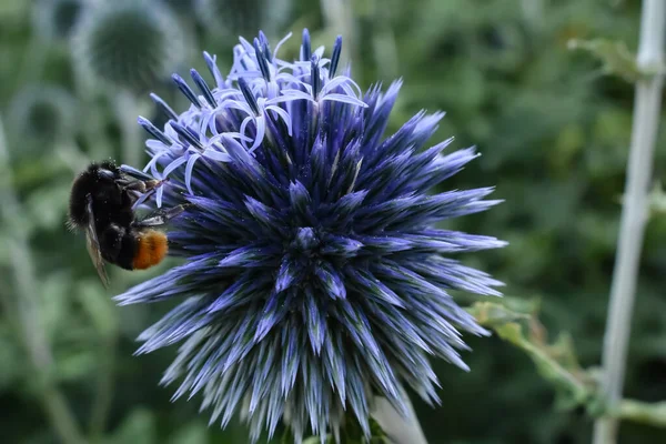 Arılar mavi bir çiçekte polen toplarlar.