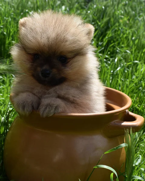 Çamurda Pomeranya köpeği